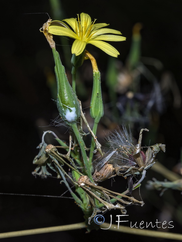 Lactuca virosa.06