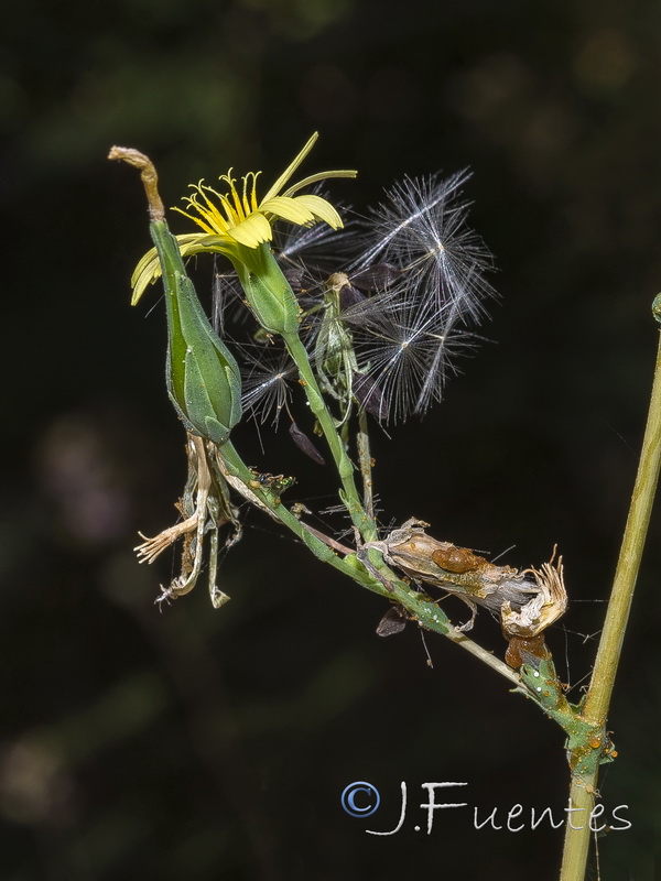 Lactuca virosa.07