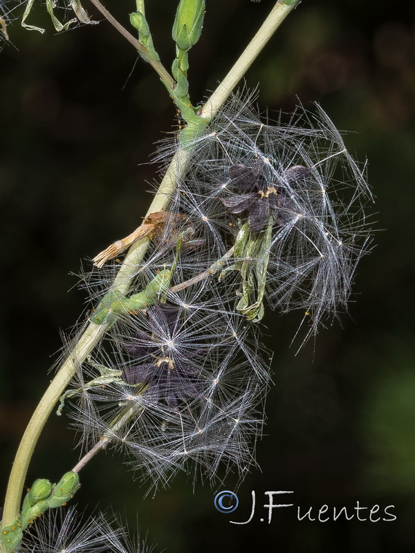 Lactuca virosa.08