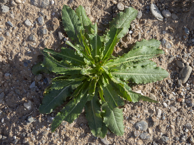 Lactuca virosa.09