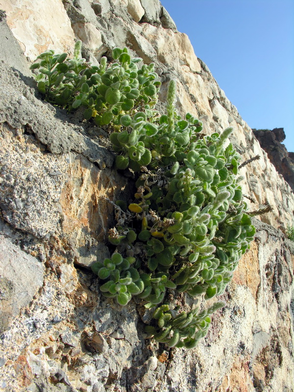Lafuentea rotundifolia.02