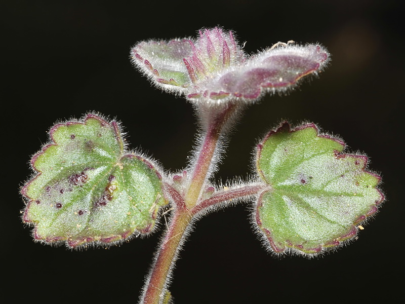 Lafuentea rotundifolia.09