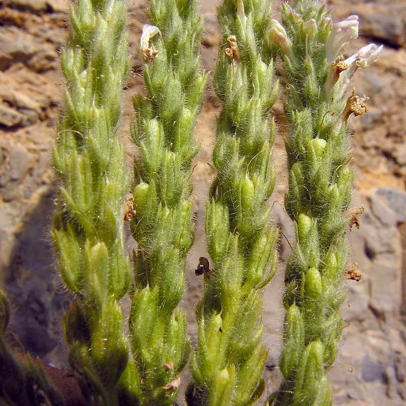 Lafuentea rotundifolia.17