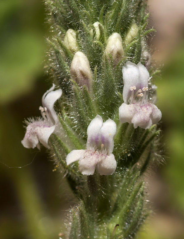 Lafuentea rotundifolia.24