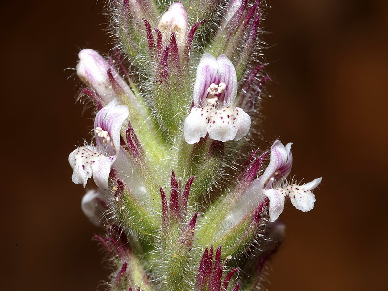 Lafuentea rotundifolia.25