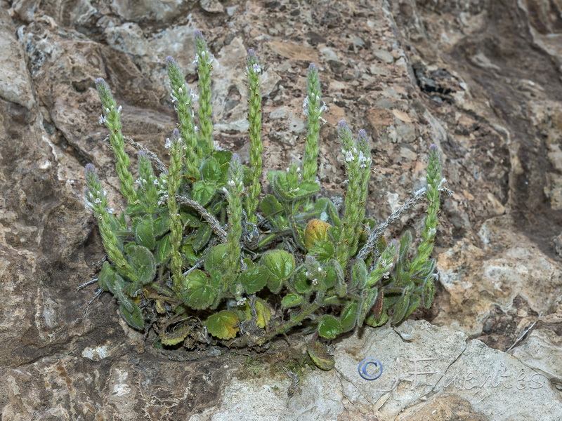 Lafuentea rotundifolia.34