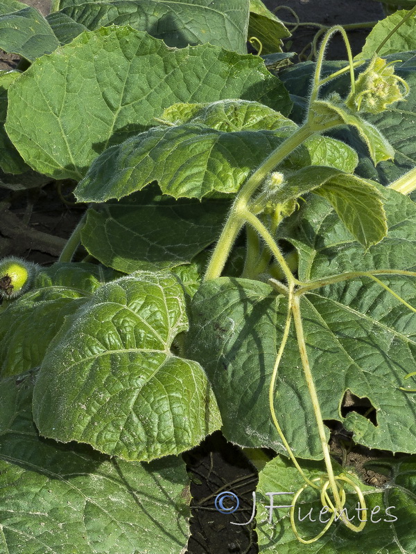 Lagenaria siceraria.02