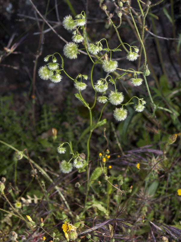 Lagoecia cuminoides.02