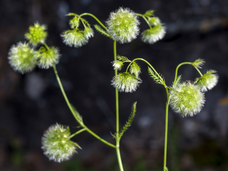 Lagoecia cuminoides.06