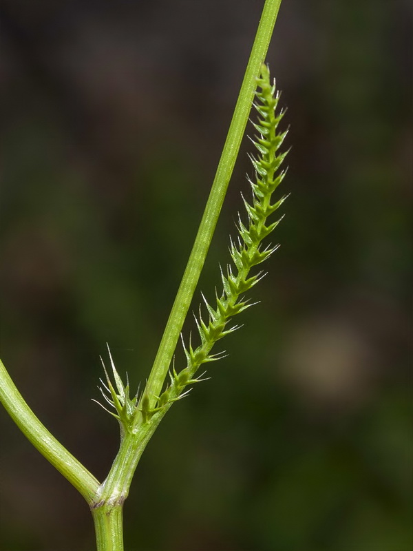 Lagoecia cuminoides.08