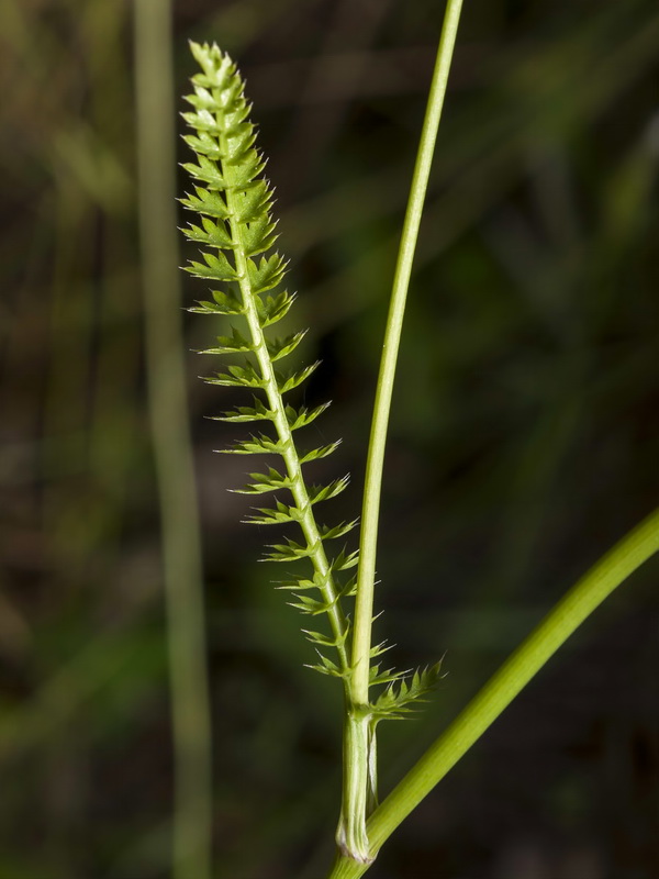 Lagoecia cuminoides.09