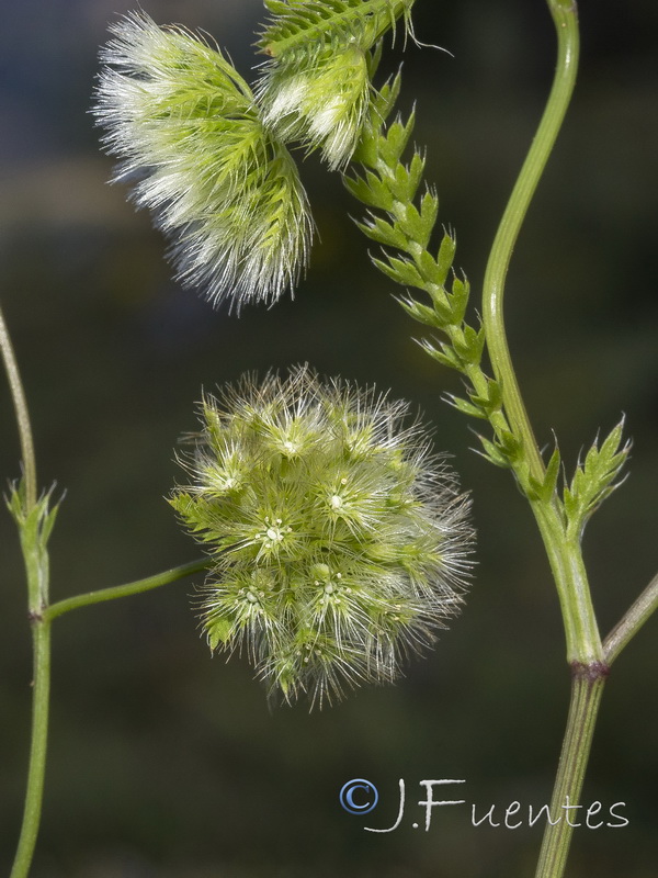 Lagoecia cuminoides.19
