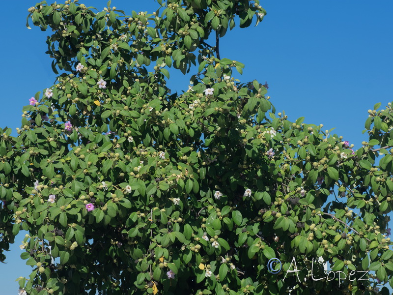 Lagunaria patersonii.02