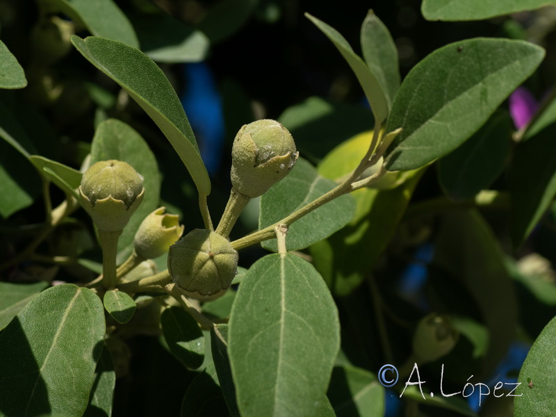 Lagunaria patersonii.03