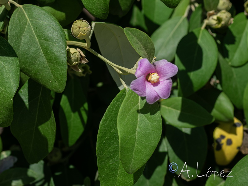 Lagunaria patersonii.04