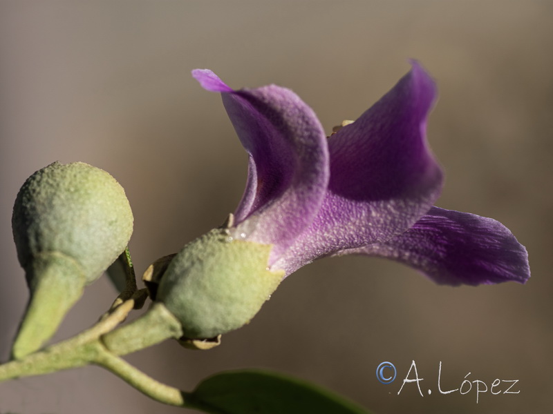 Lagunaria patersonii.06