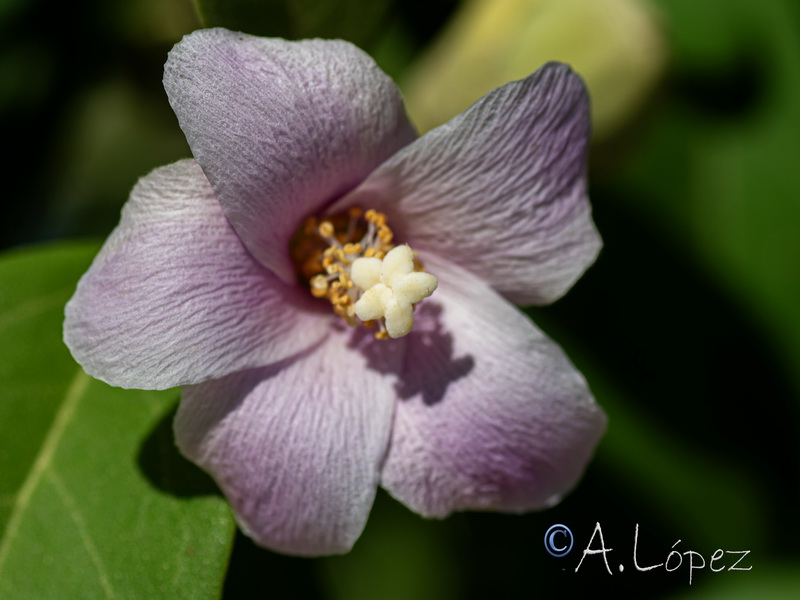 Lagunaria patersonii.07
