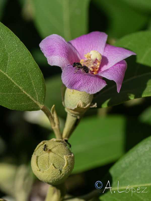 Lagunaria patersonii.08