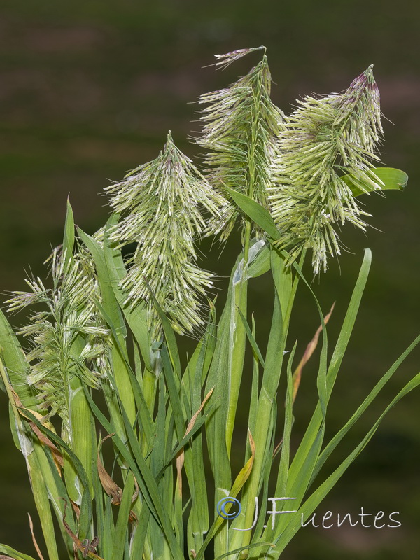 Lamarkia aurea.03