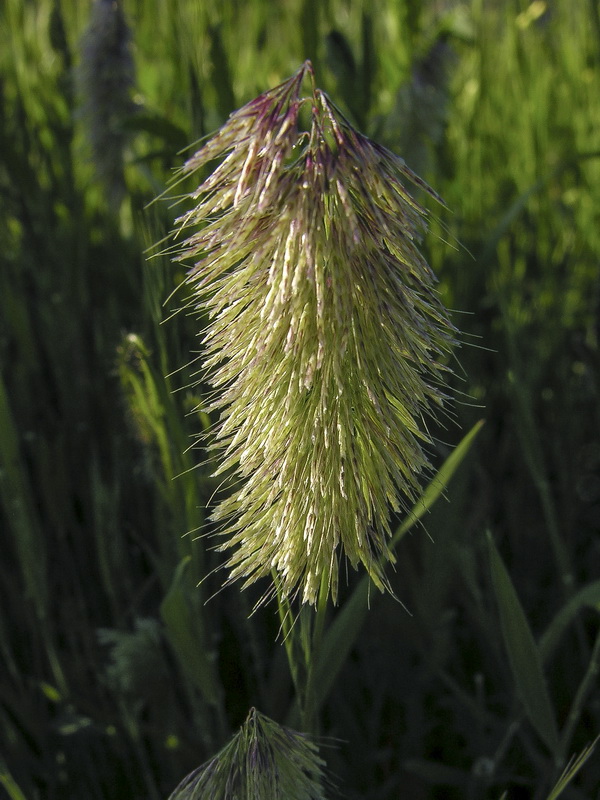 Lamarkia aurea.04