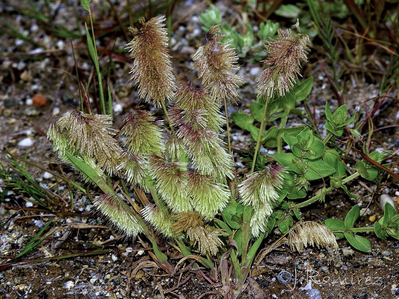 Lamarkia aurea.07