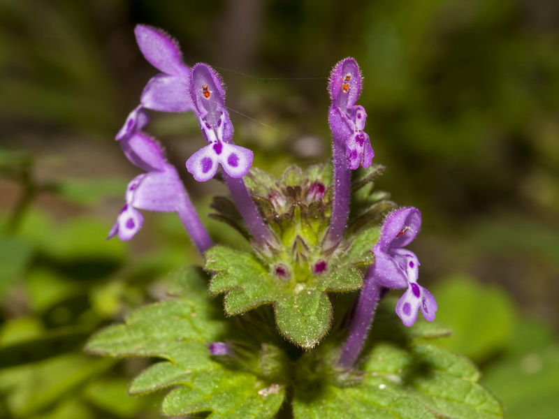 Lamium amplexicaule.07