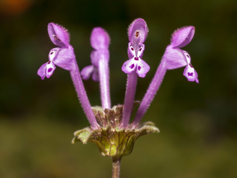 Lamium amplexicaule.08