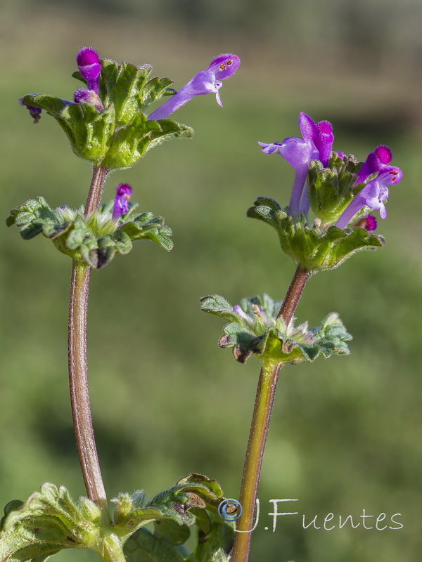 Lamium amplexicaule.09