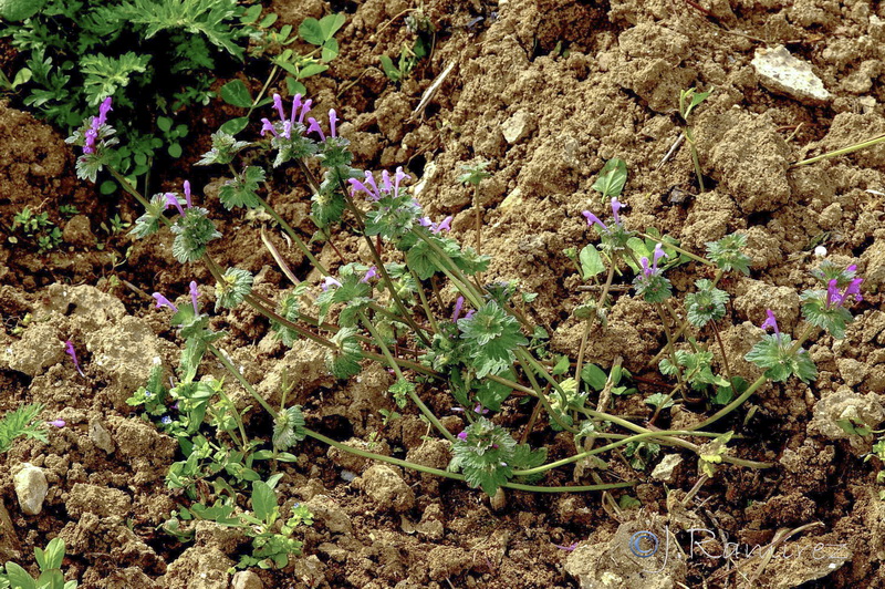 Lamium amplexicaule.01