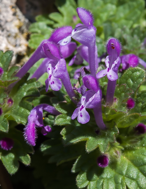 Lamium amplexicaule.12