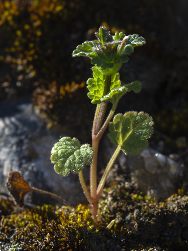 Lamium amplexicaule.13
