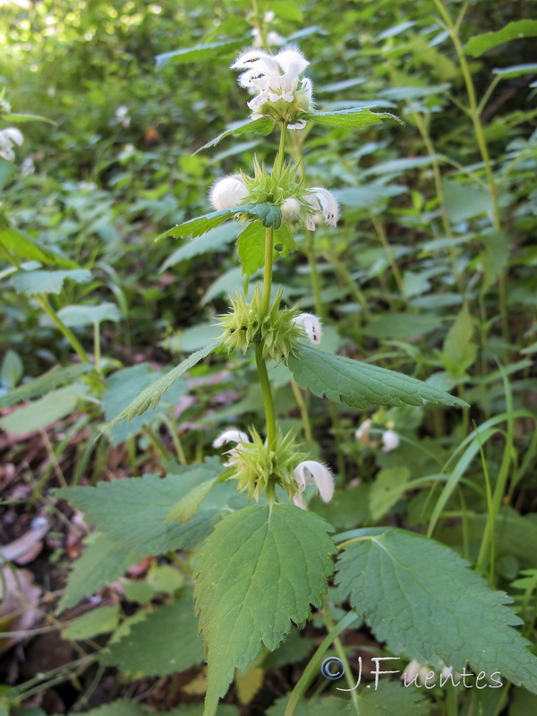 Lamium flexuosum.01