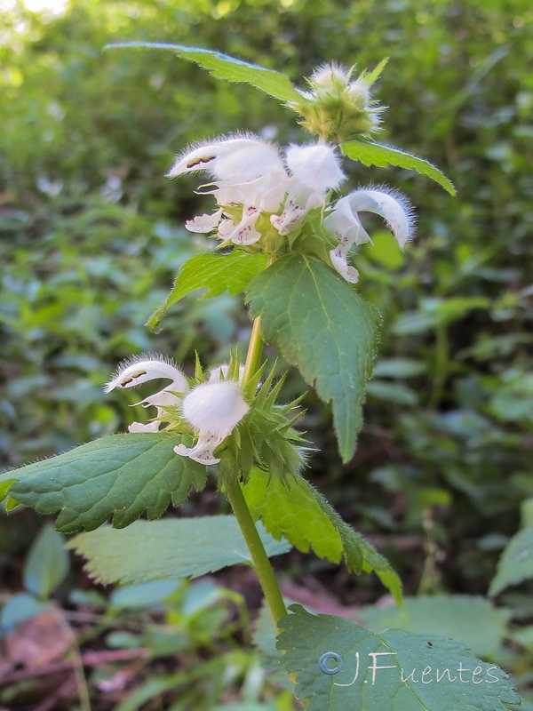 Lamium flexuosum.02
