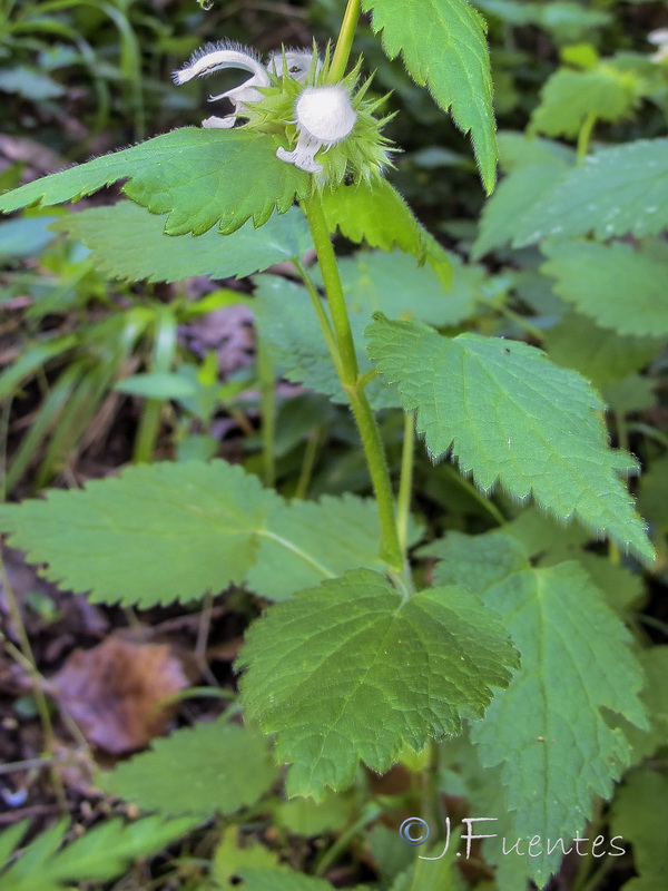 Lamium flexuosum.03