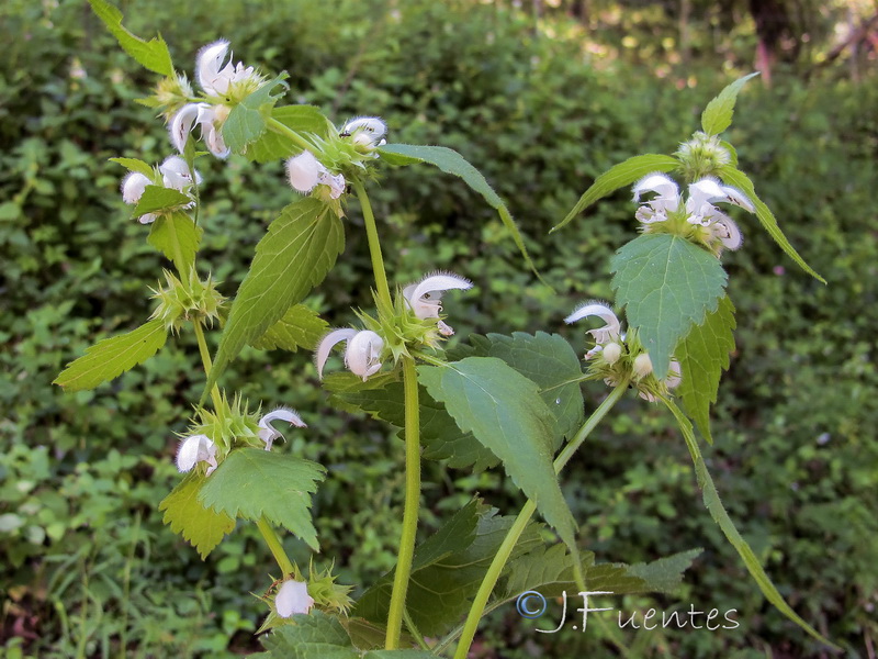 Lamium flexuosum.04
