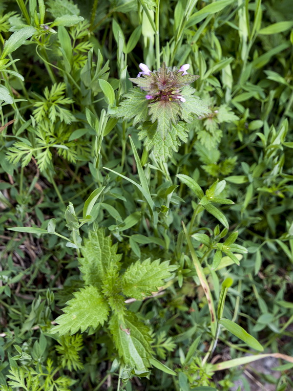 Lamium hybridum.01