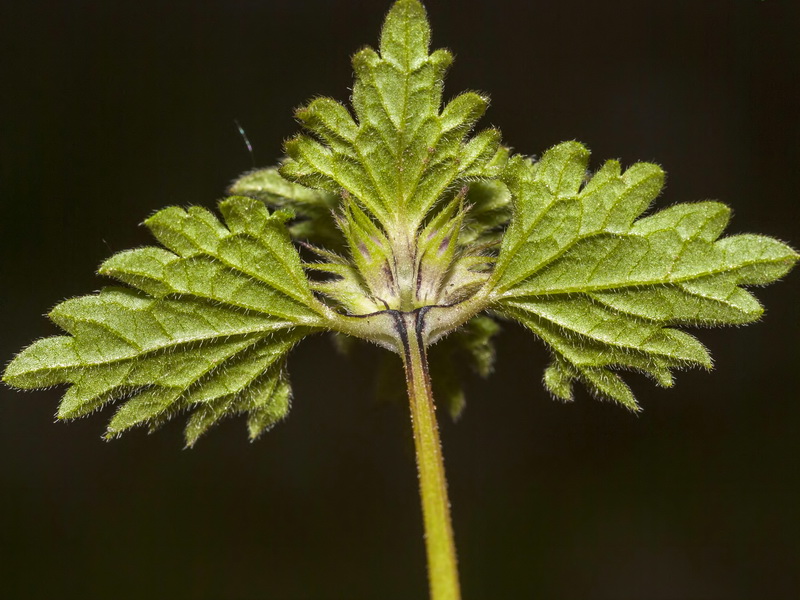 Lamium hybridum.03