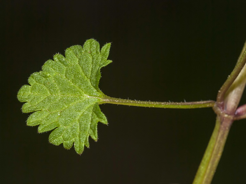 Lamium hybridum.04