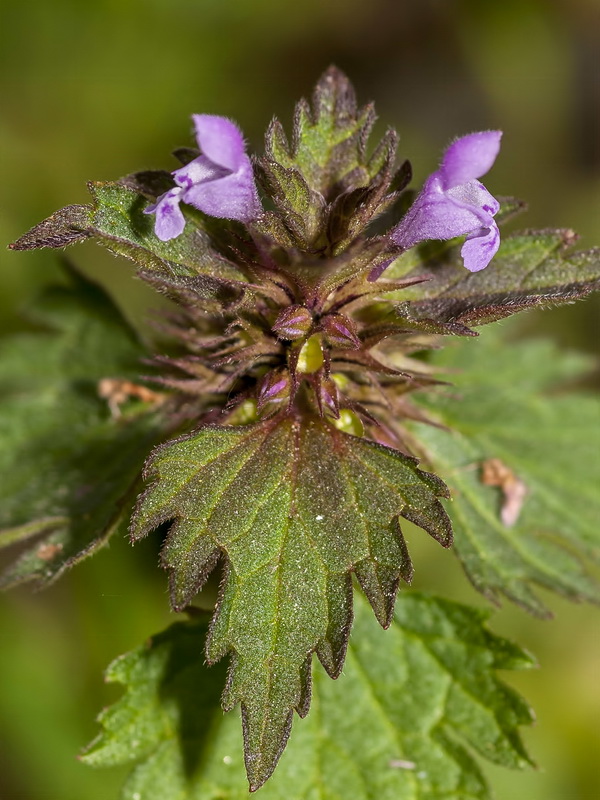 Lamium hybridum.08