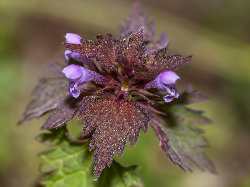 Lamium hybridum.09