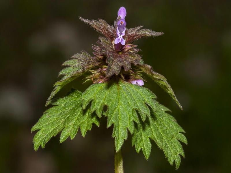 Lamium hybridum.11