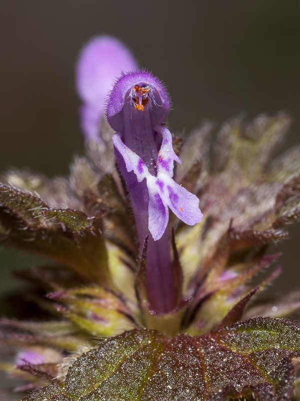 Lamium hybridum.13