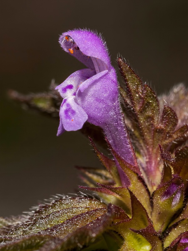 Lamium hybridum.14