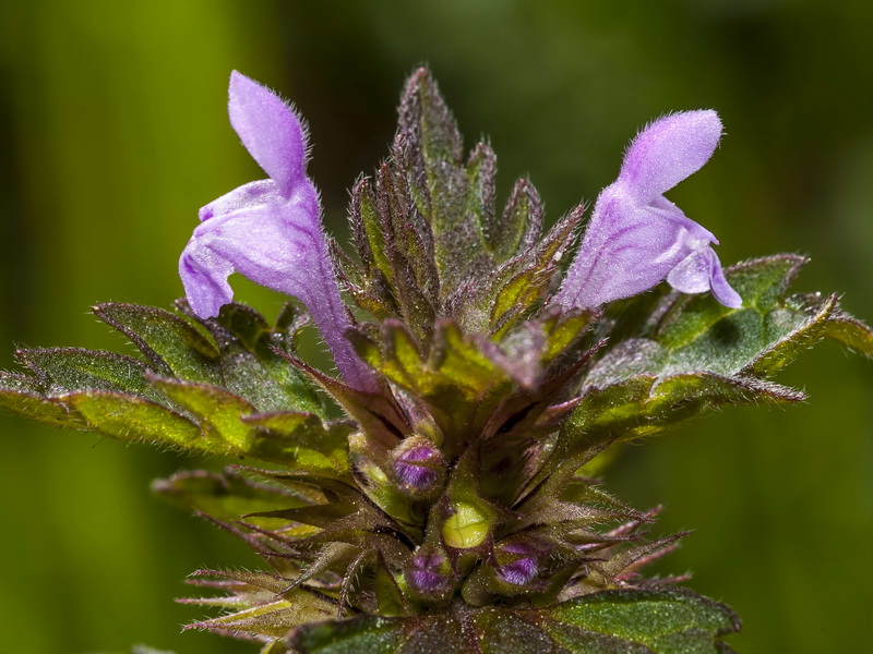 Lamium hybridum.18