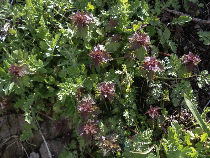 Lamium hybridum.27