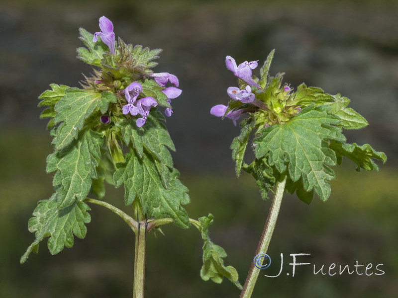 Lamium hybridum.29