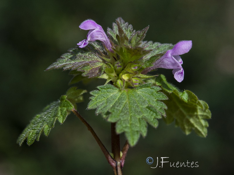 Lamium hybridum.30