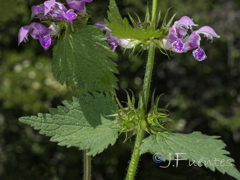 Lamium maculatum.01