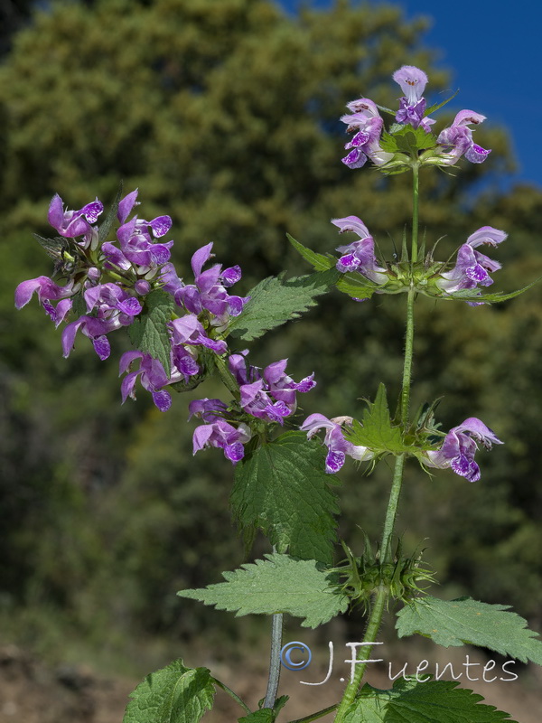 Lamium maculatum.02