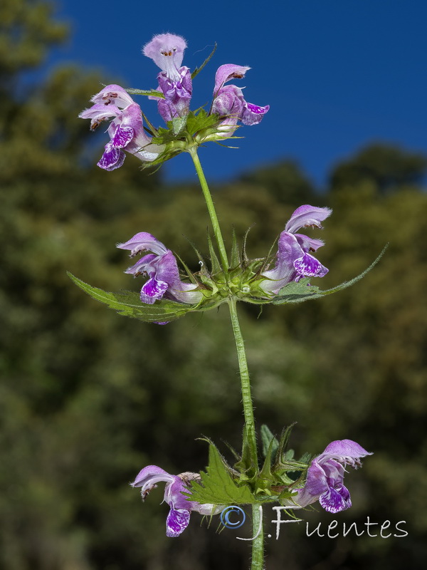 Lamium maculatum.03